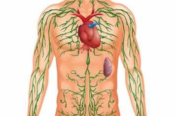 الجهاز اللمفاوي طب تايم