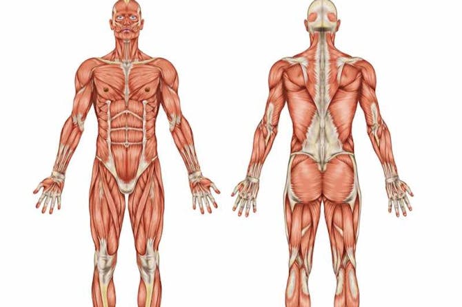 الجهاز العضلي والهيكل العظمي